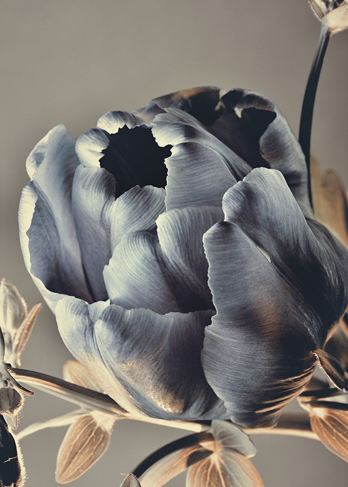 Wall Art Painting id:260639, Name: Baroque 3, Artist: Design Fabrikken