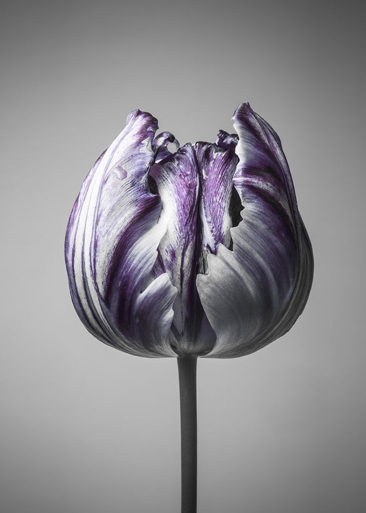 Wall Art Painting id:260641, Name: Baroque 5, Artist: Design Fabrikken