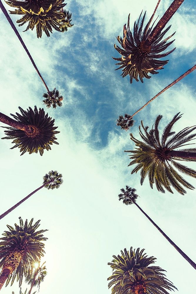 Art Print: Palm Sky 2