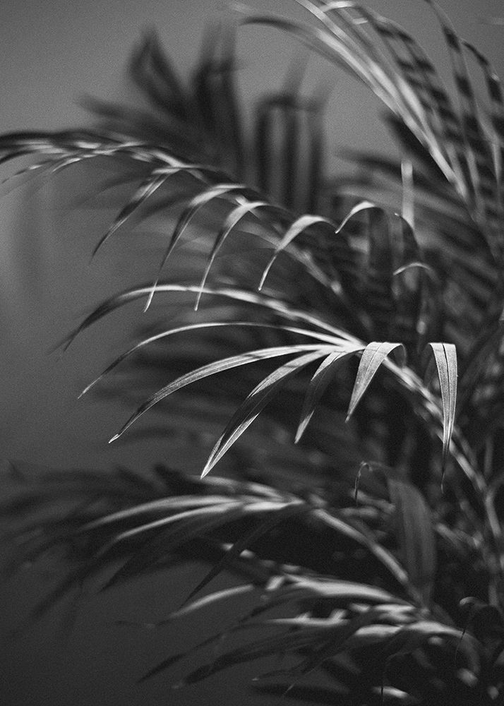 Wall Art Painting id:260676, Name: Black Plant, Artist: Design Fabrikken