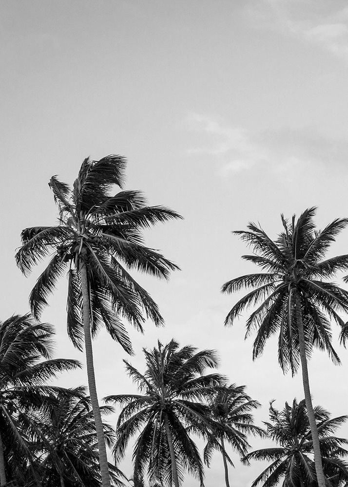 Art Print: Palms in Grey