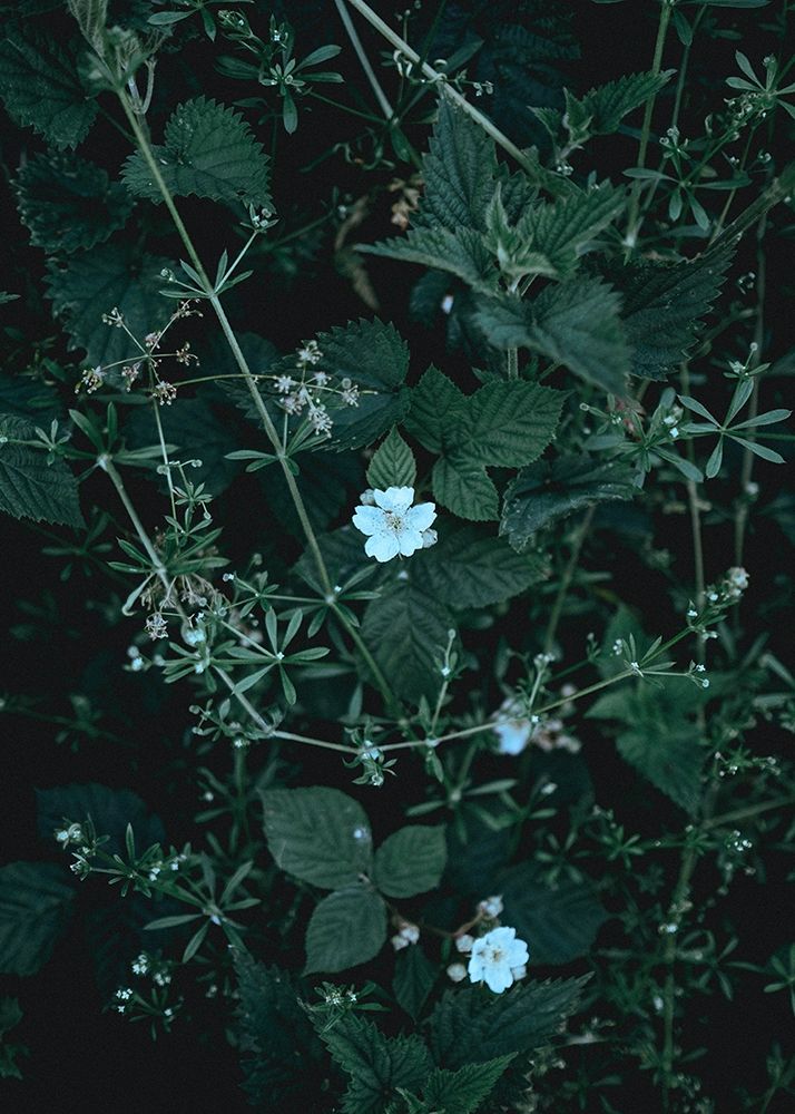 Wall Art Painting id:260752, Name: Greenery, Artist: Design Fabrikken