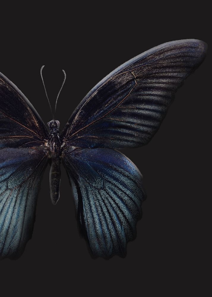 Wall Art Painting id:260670, Name: Black Butterfly on Grey, Artist: Design Fabrikken