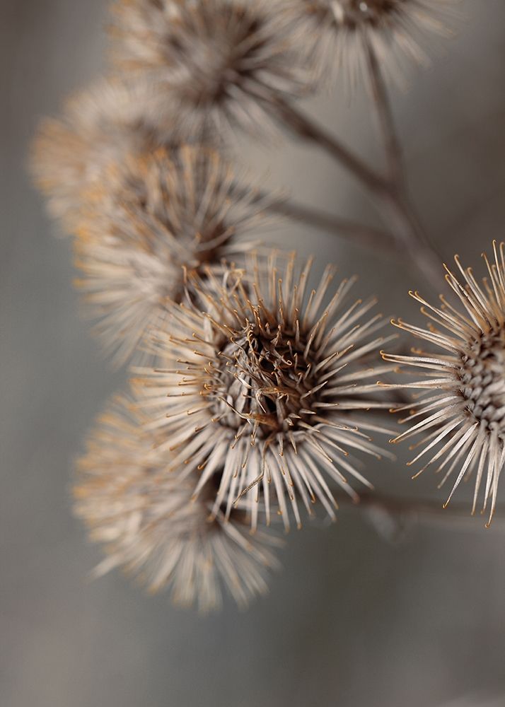 Wall Art Painting id:260636, Name: Avantgarde, Artist: Design Fabrikken