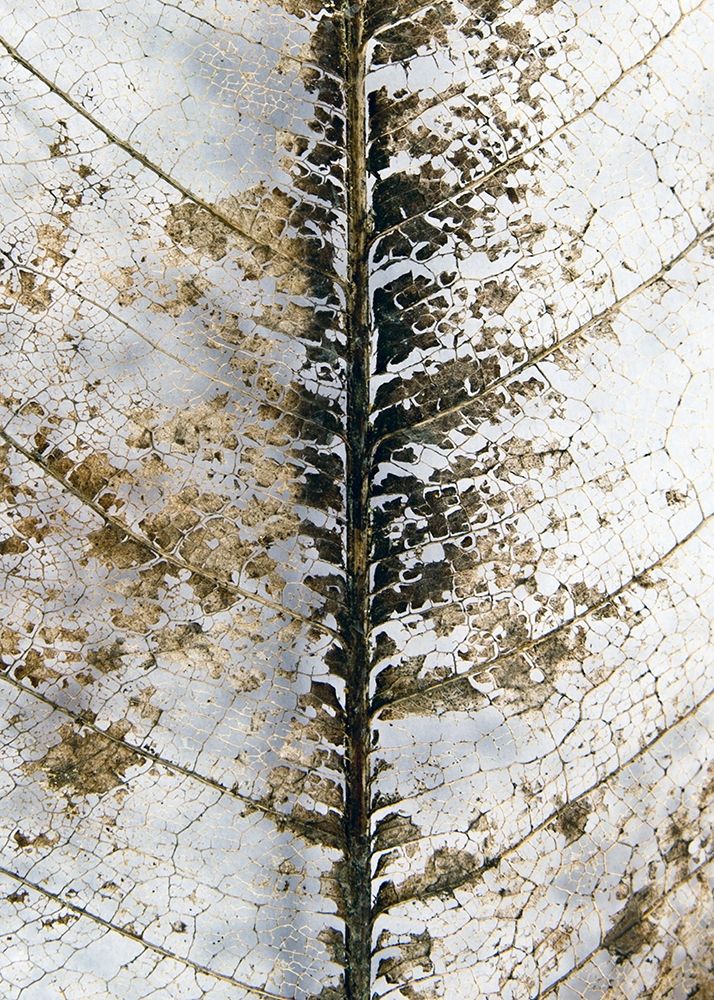 Wall Art Painting id:260697, Name: Close Up, Artist: Design Fabrikken