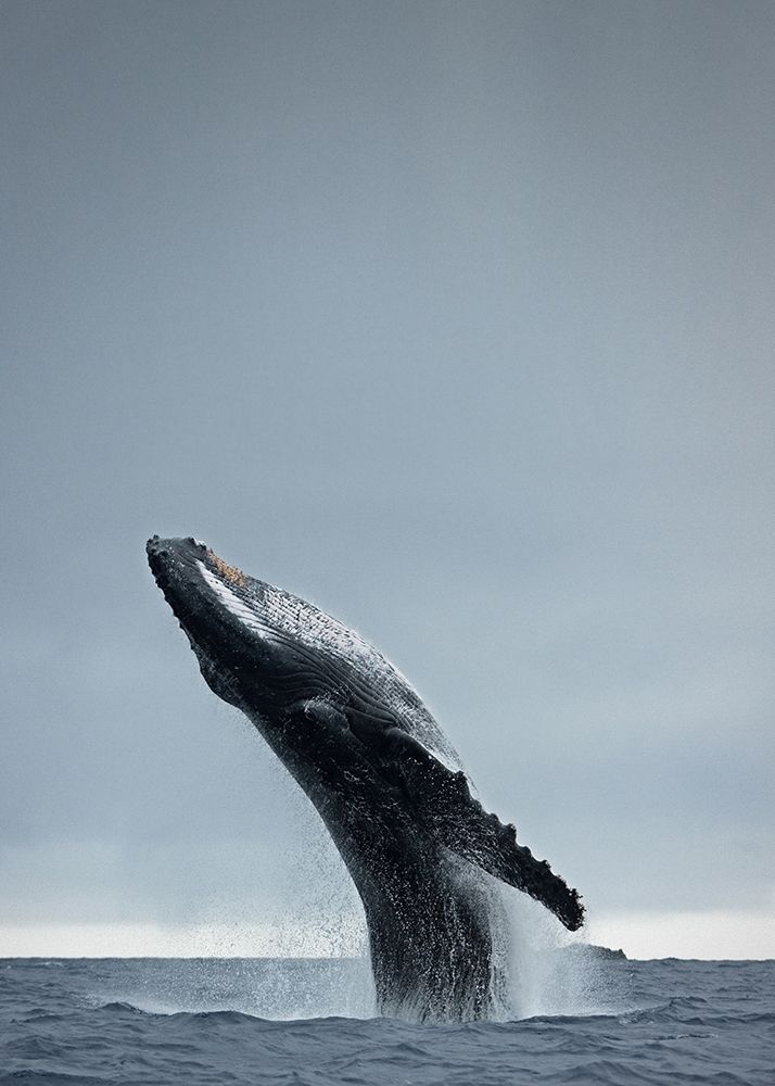 Wall Art Painting id:260623, Name: 40 Ton, Artist: Design Fabrikken