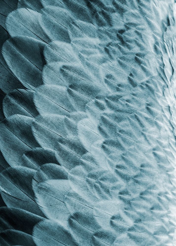 Wall Art Painting id:260915, Name: Volture I, Artist: Design Fabrikken