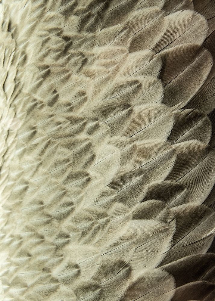 Art Print: Volture II