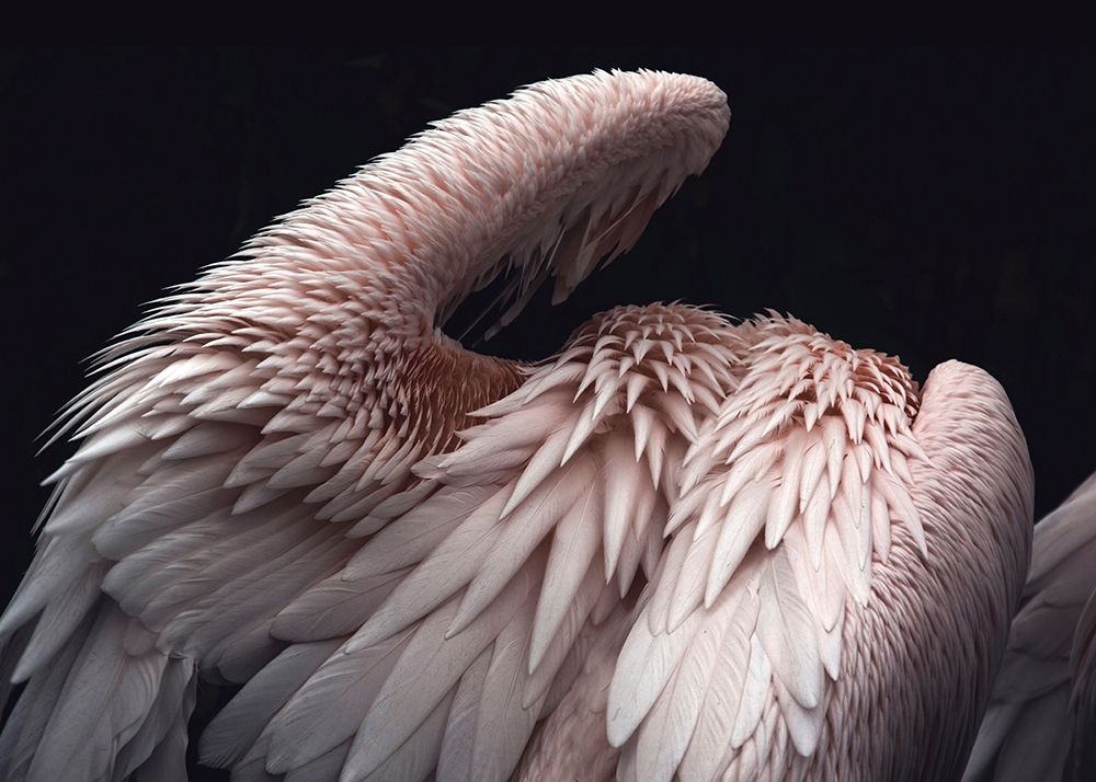 Wall Art Painting id:260729, Name: Flamboyance 2, Artist: Design Fabrikken