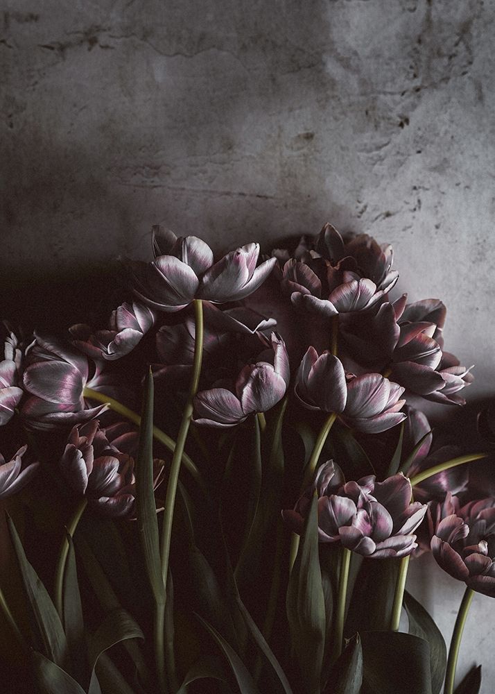 Wall Art Painting id:260707, Name: Dark Tulips, Artist: Design Fabrikken