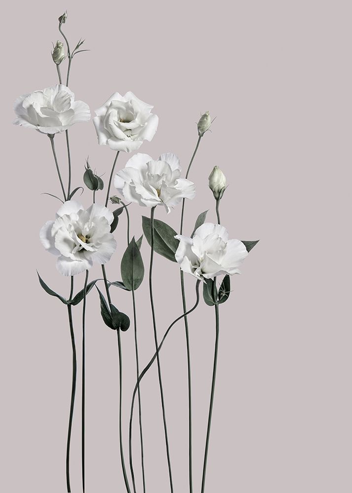 Wall Art Painting id:362809, Name: Flower 1, Artist: Design Fabrikken