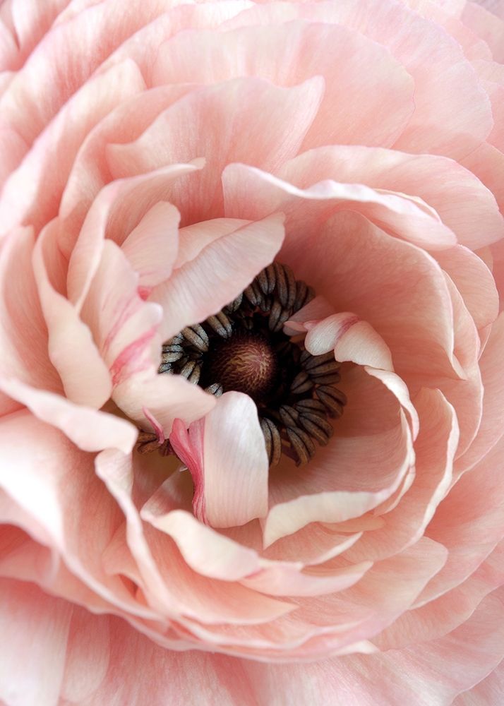 Wall Art Painting id:260732, Name: Flower, Artist: Design Fabrikken