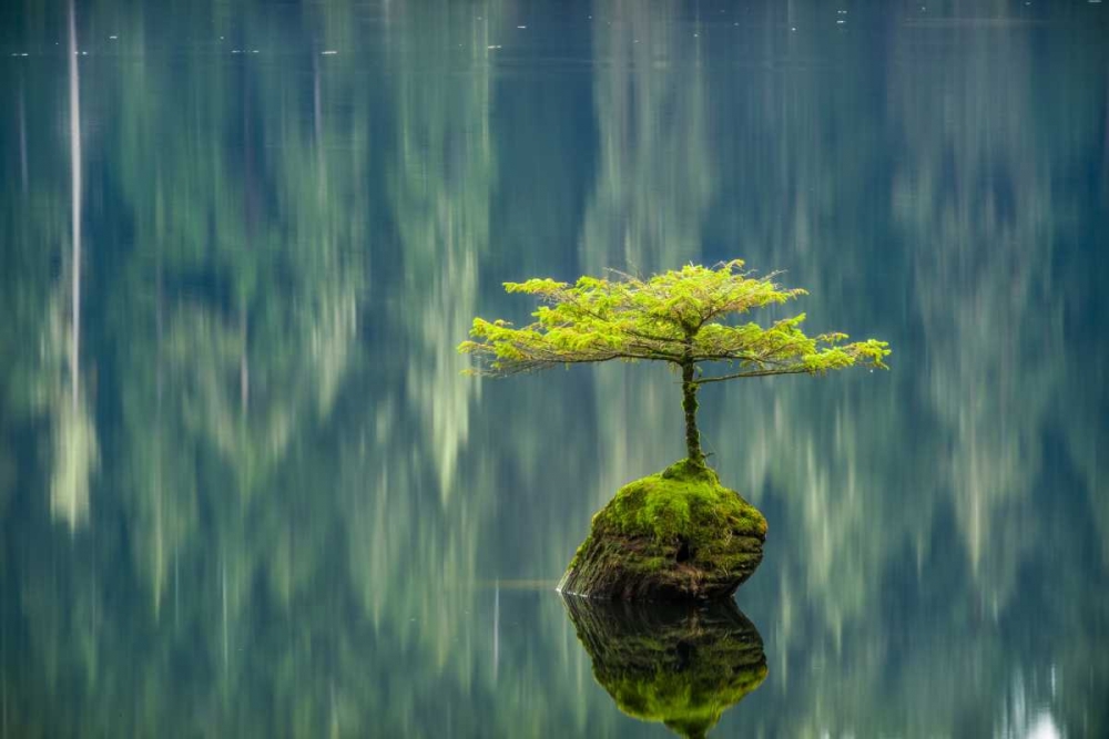 Art Print: Fairy Lake Bonsai