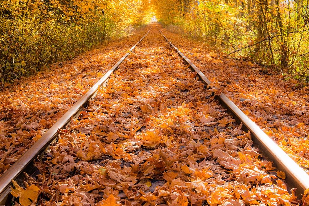 Art Print: Train Tracks in The Fall