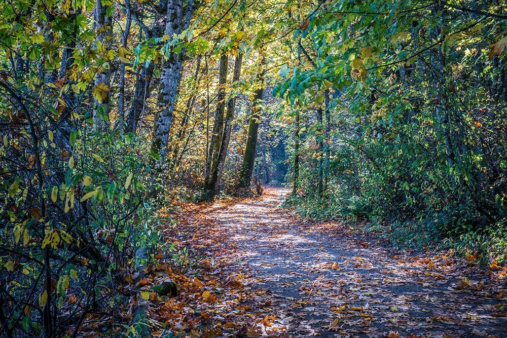 Art Print: Fall Colours