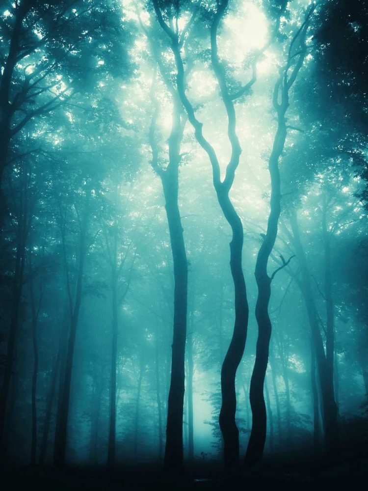 Art Print: Blue Light Woods