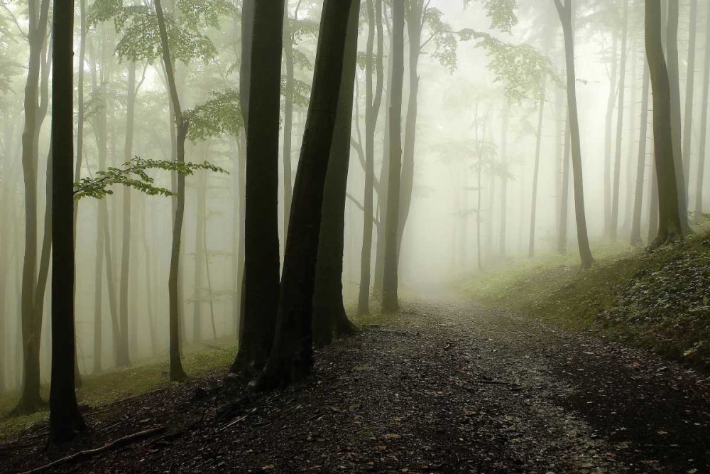 Art Print: Green Woods 1