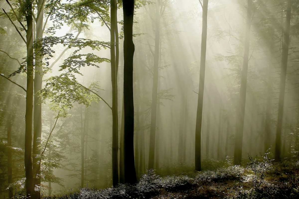 Art Print: Green Woods 2