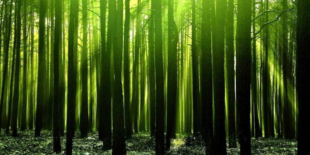 Art Print: Green Woods 3