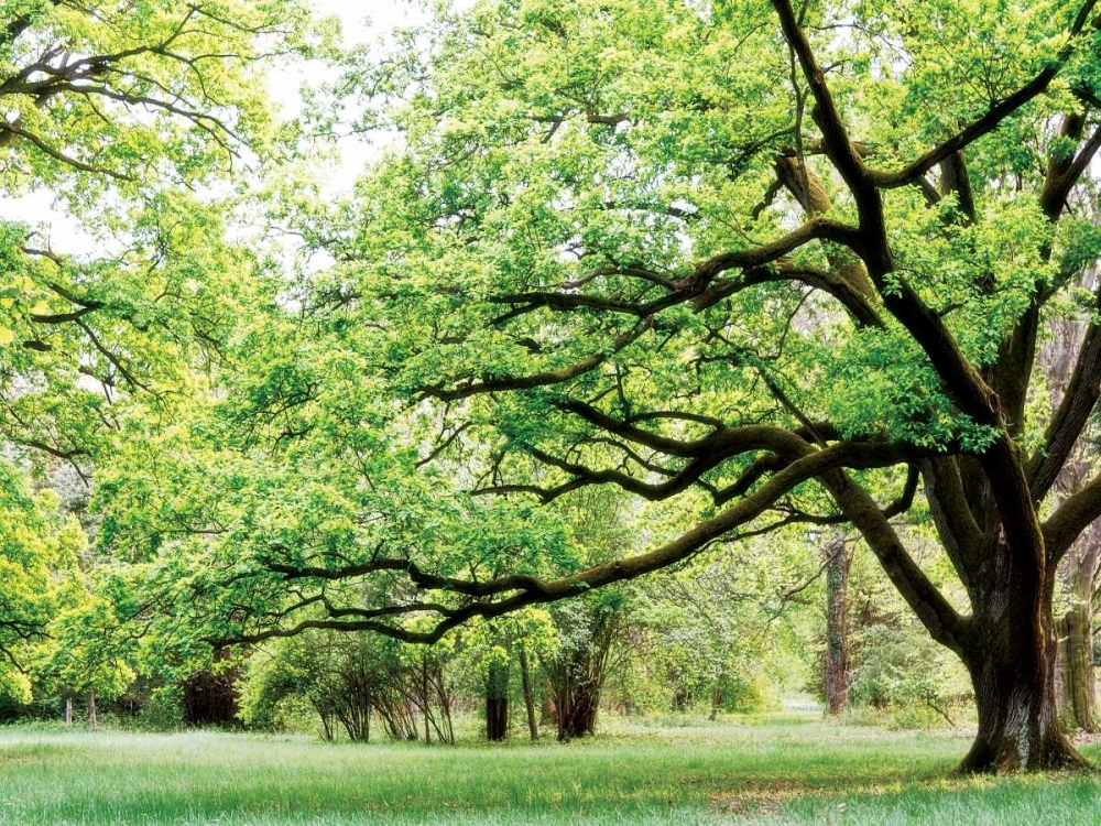 Art Print: Green Woods 4