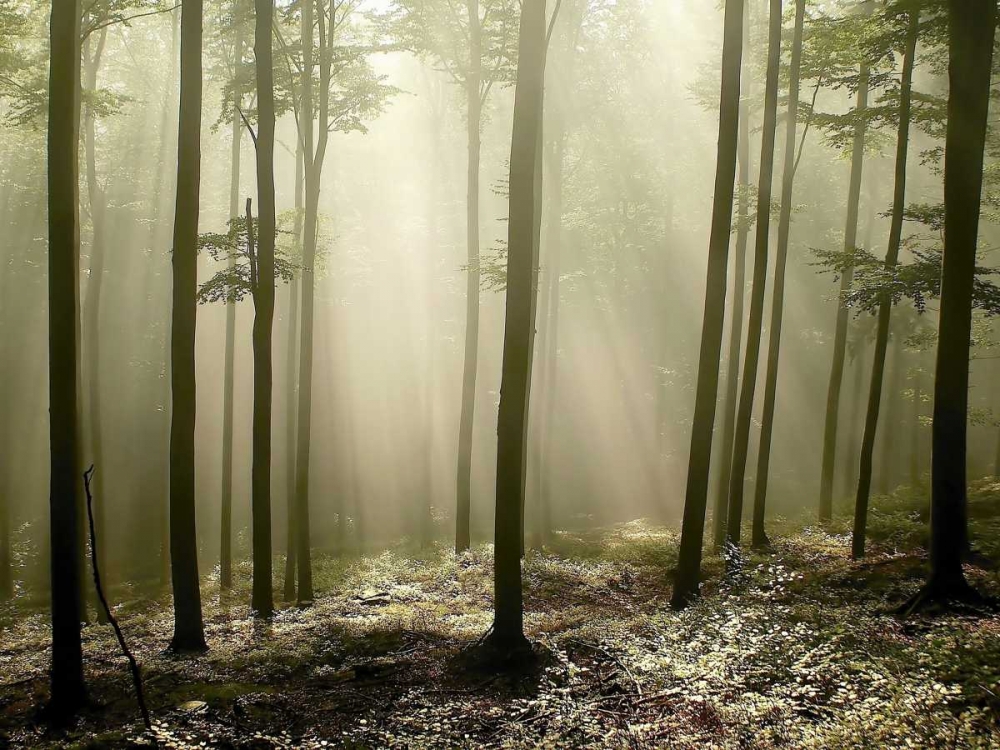 Art Print: Green Works