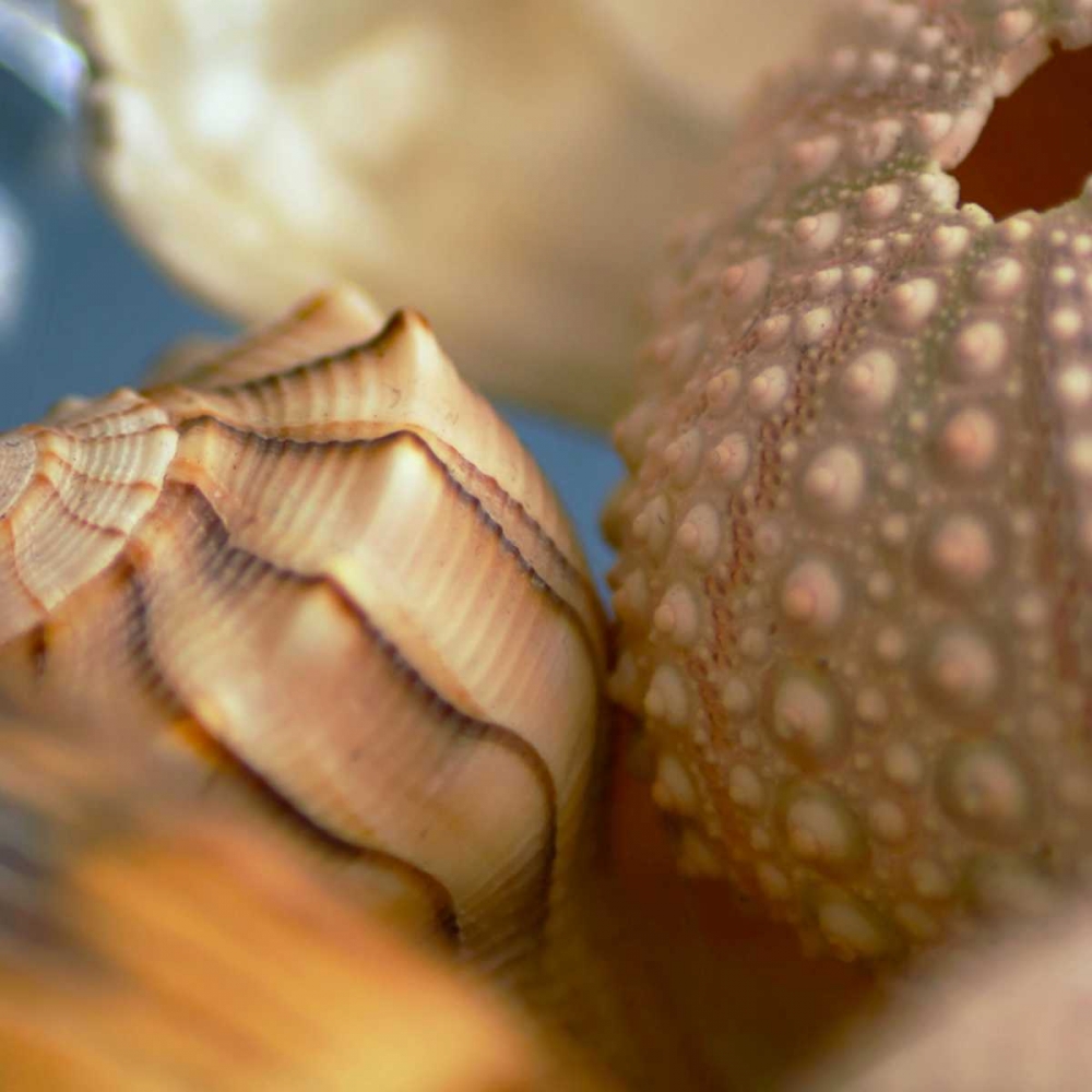 Art Print: Shells 1