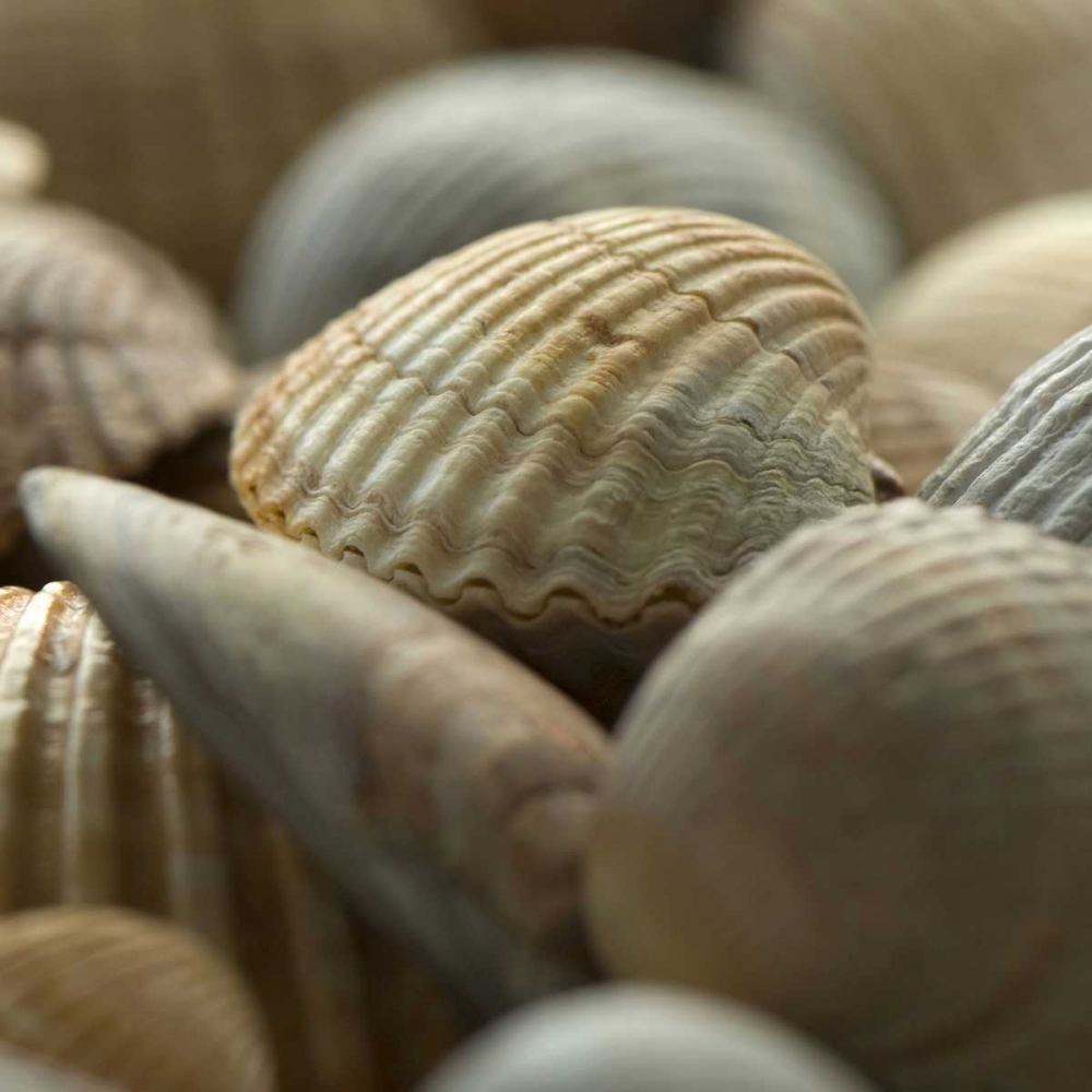 Art Print: Shells 2