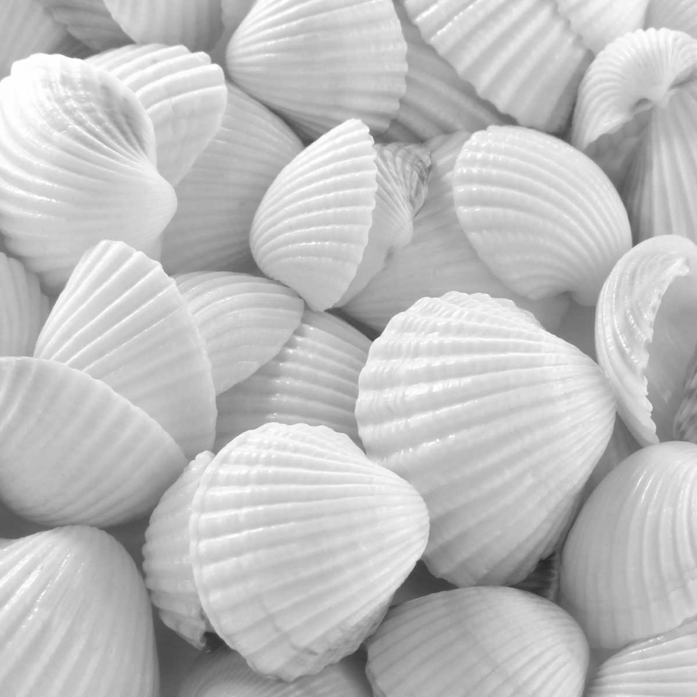 Art Print: Shells 3