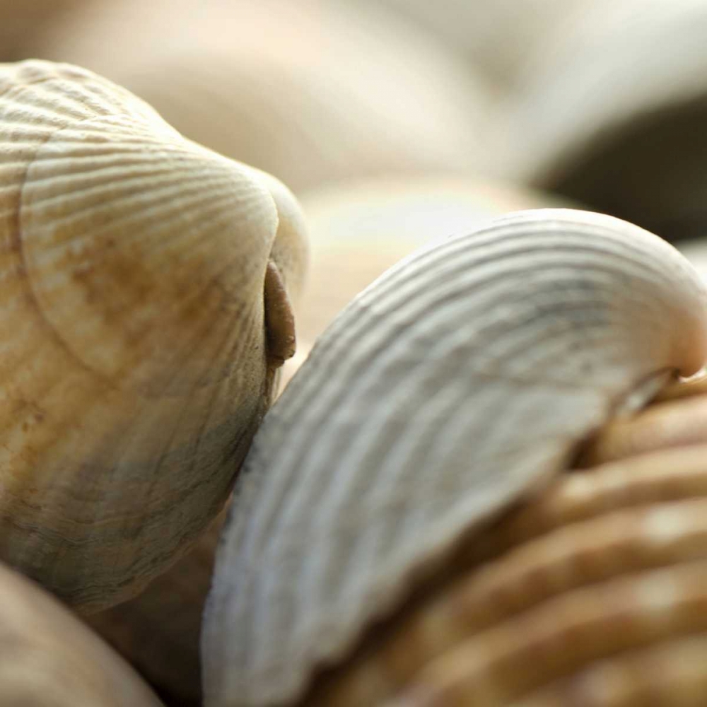 Art Print: Shells 4