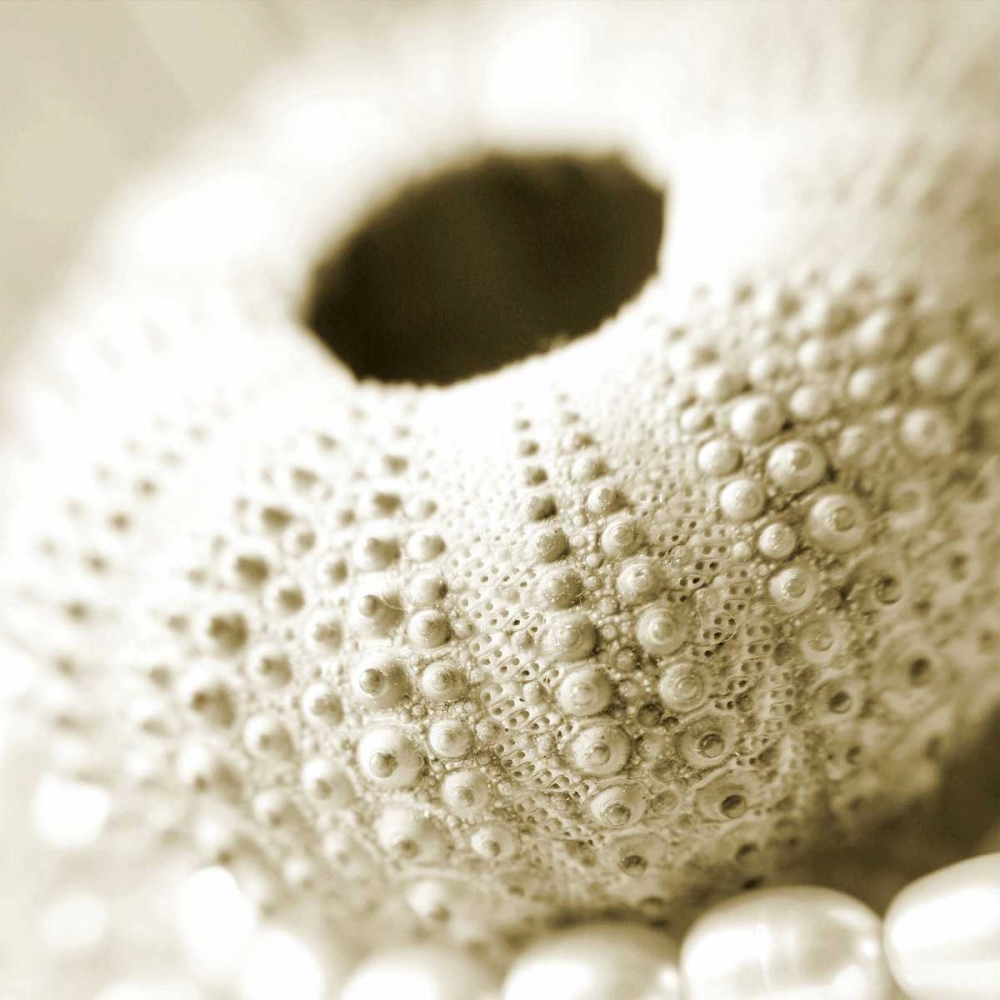 Art Print: Shells and Pearls 2
