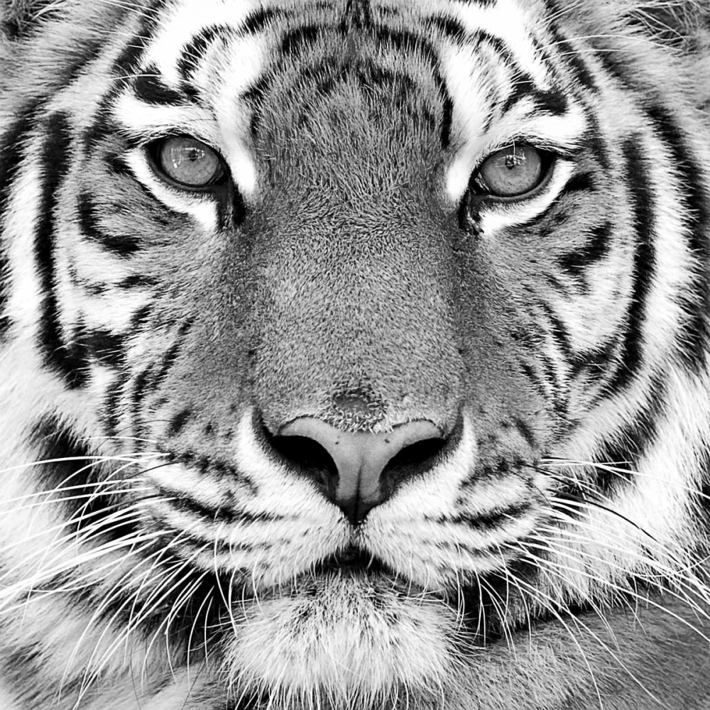 Wall art: Tiger, by PhotoINC Studio