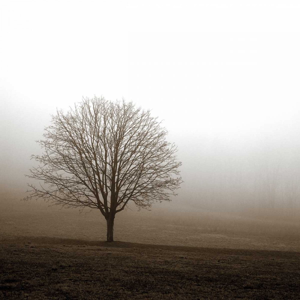 Art Print: Tree in Mist 1