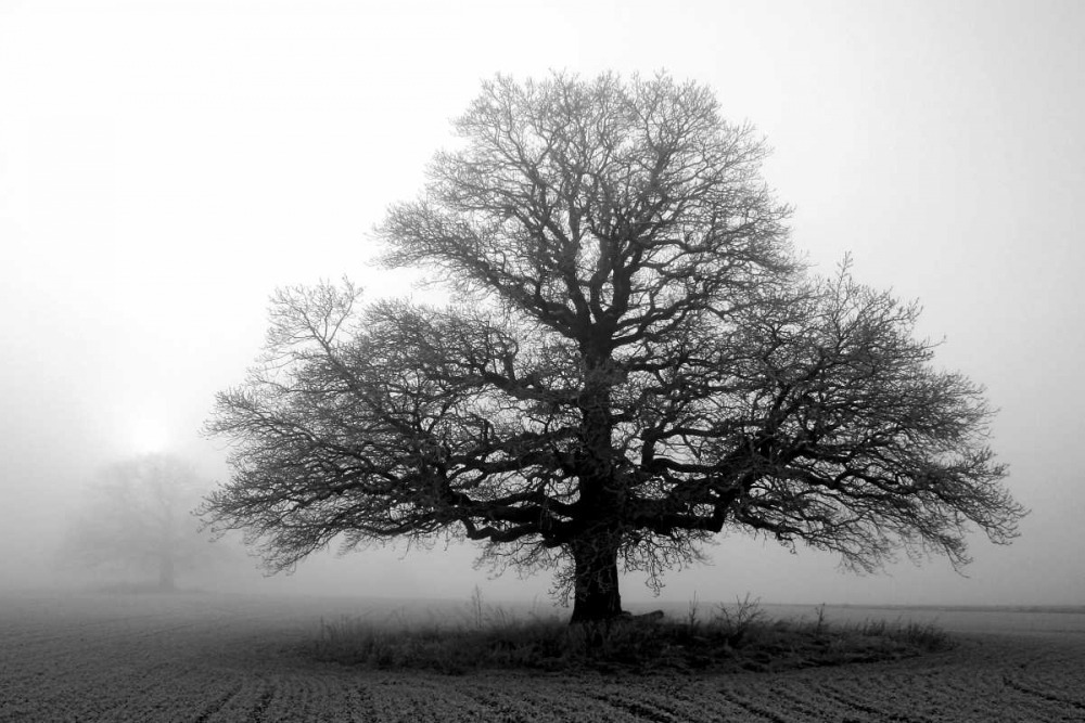 Art Print: Tree in Mist 2