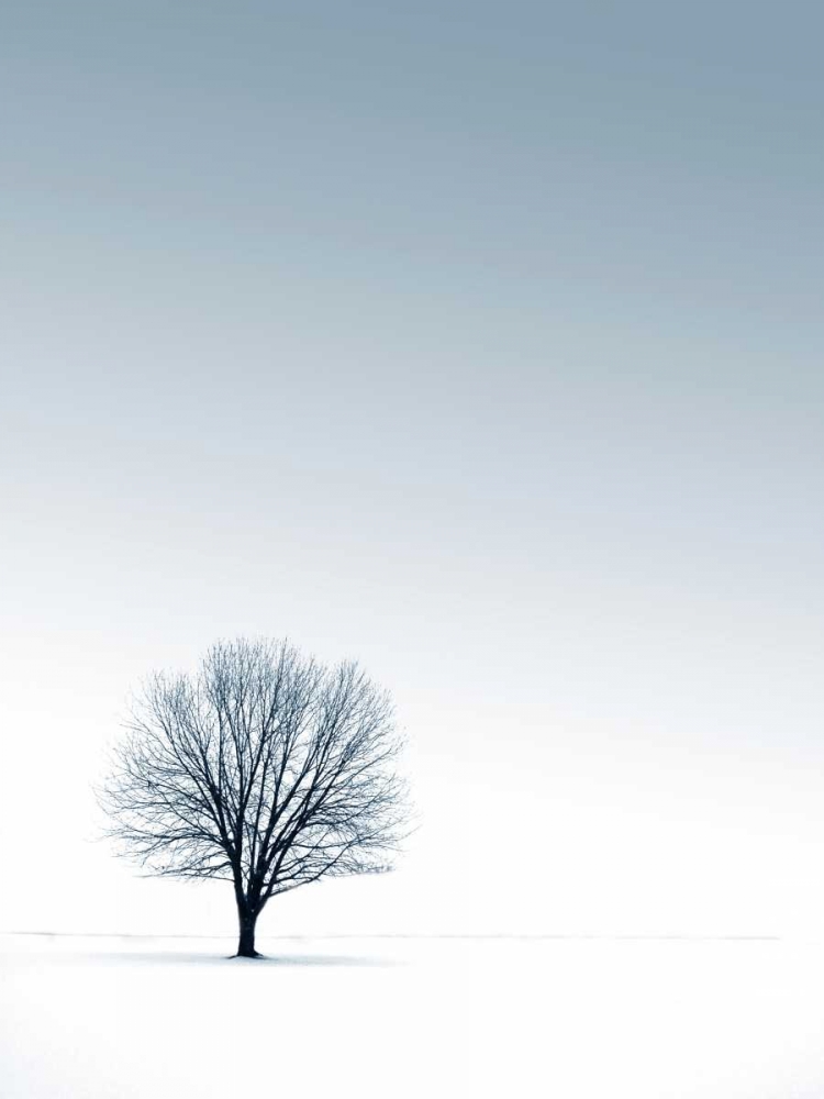 Art Print: Tree in Winterscape