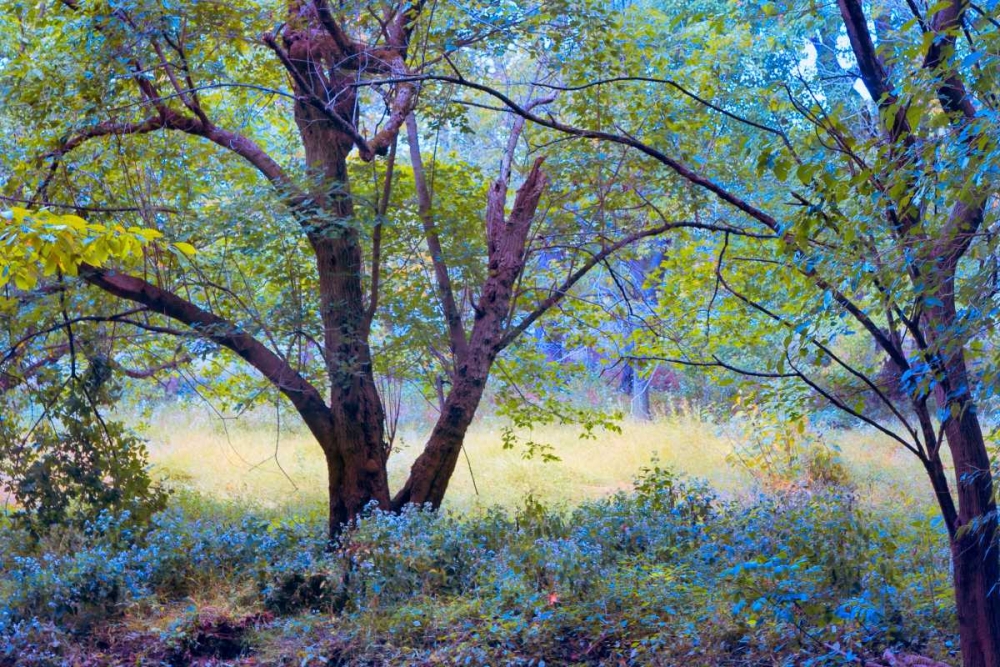 Art Print: Forgotten Day Dreams