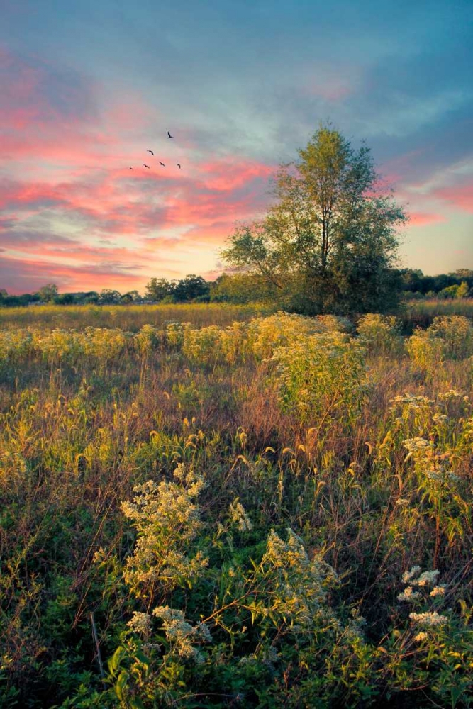 Art Print: Grateful for The Day