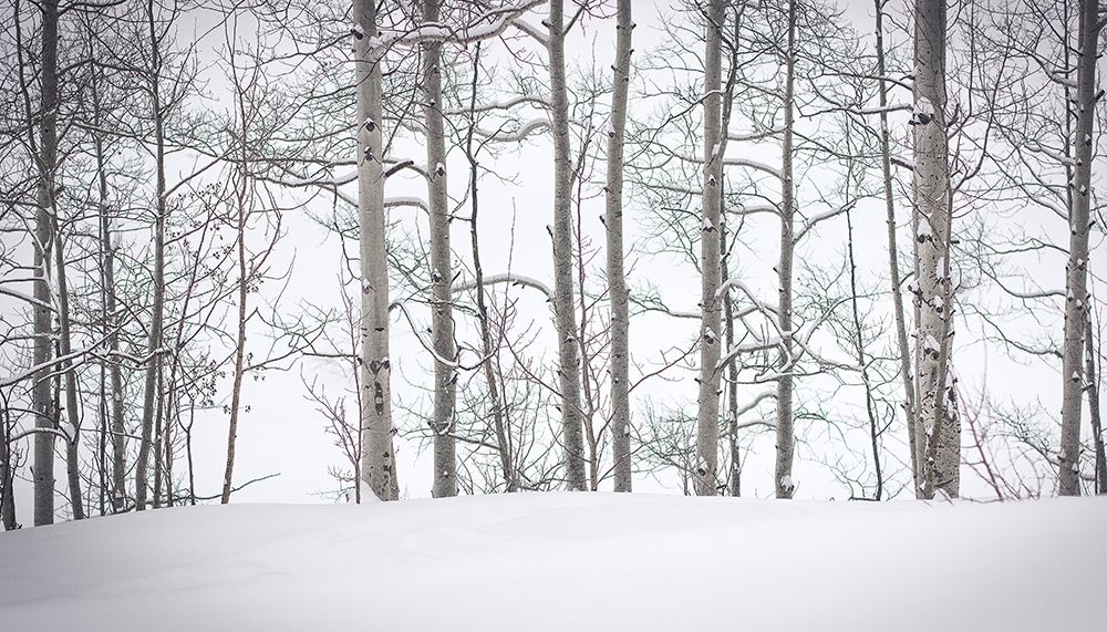 Art Print: Behind Cloister Doors