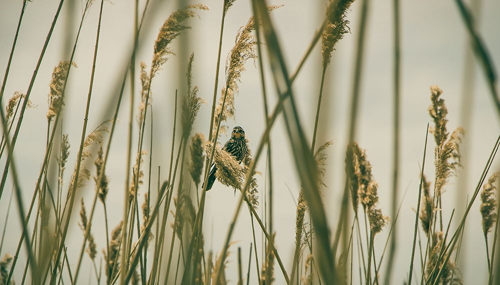 Art Print: Even The Skies Have Limits