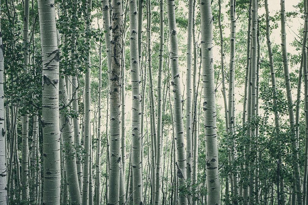 Art Print: Obscured By Alters