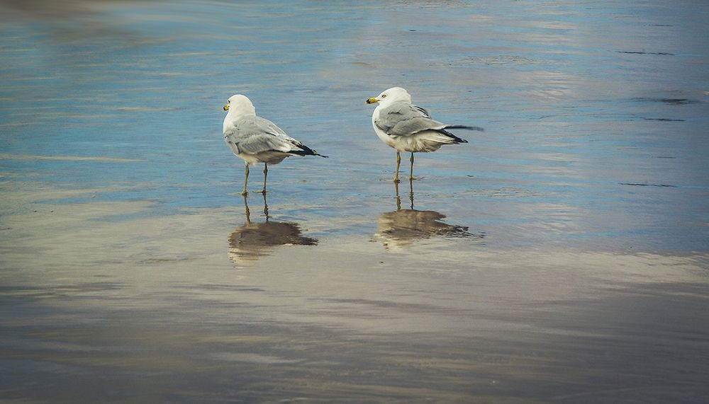 Art Print: Silent They Wait