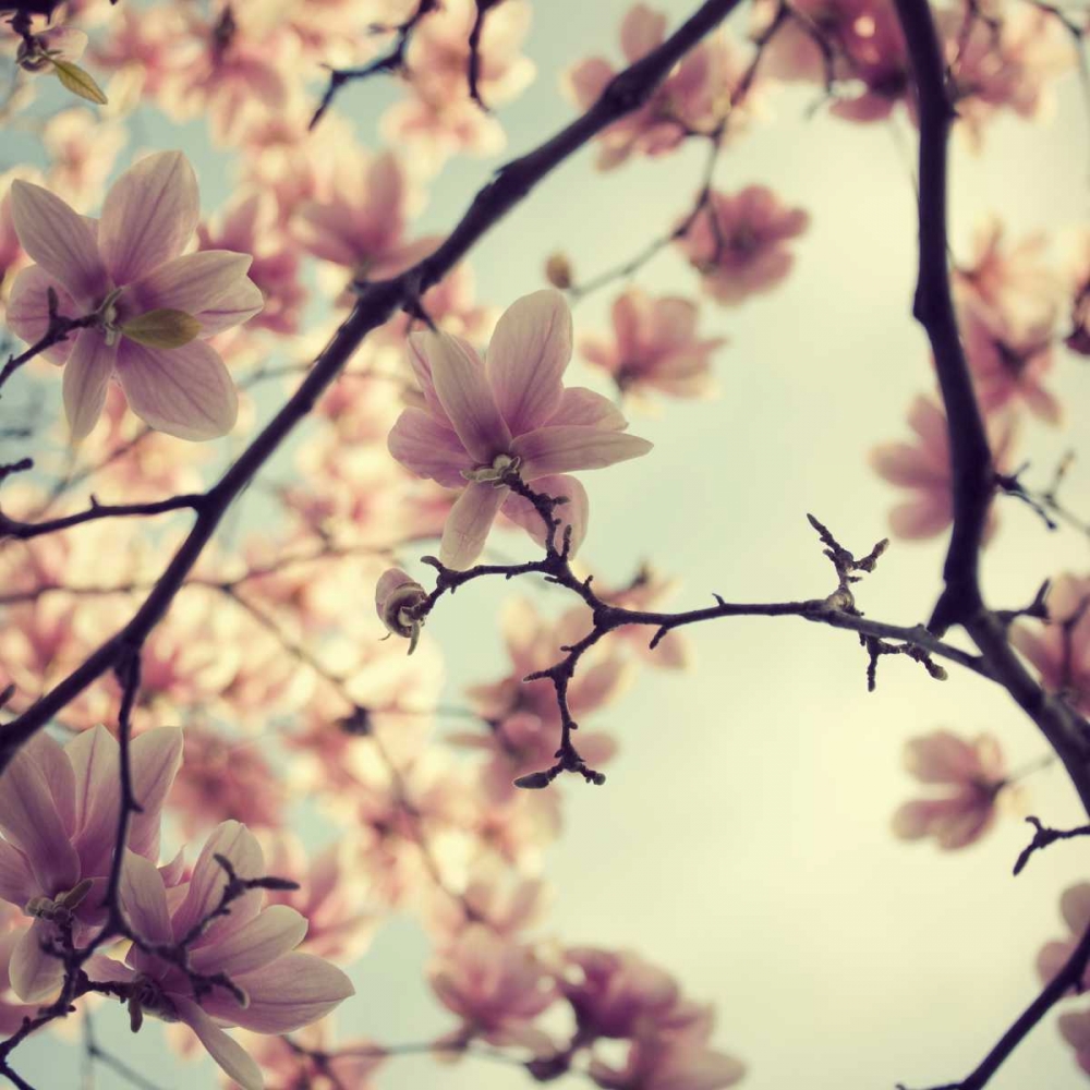 Art Print: Pink Blossoms