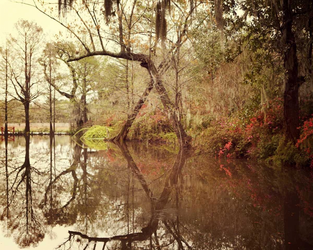 Art Print: Deep South I