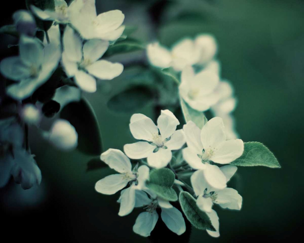 Art Print: The Midnight Garden II