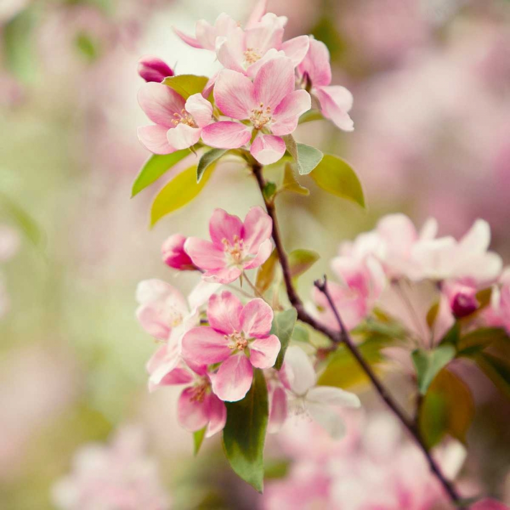 Art Print: This Fleeting World