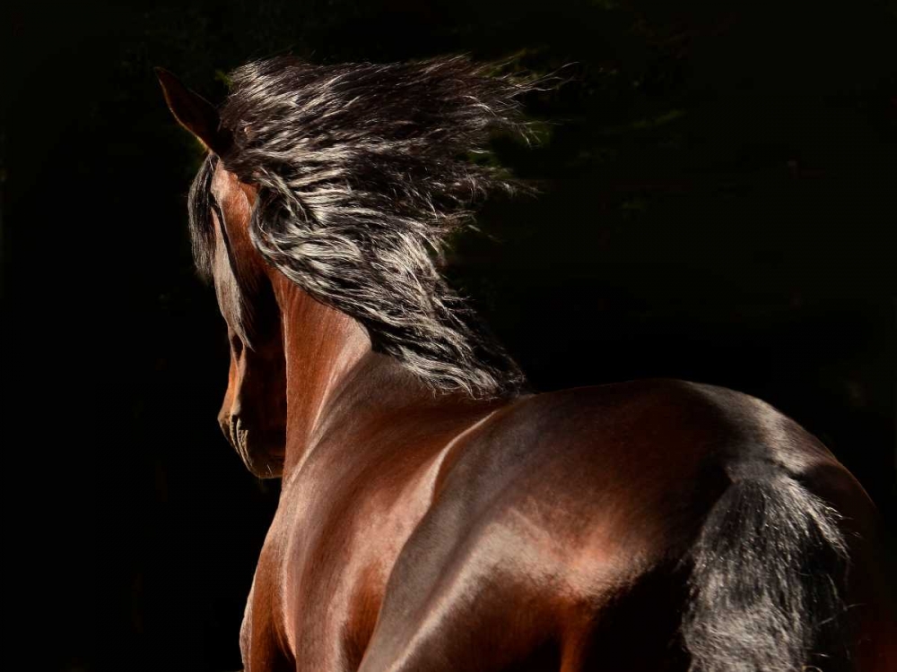 Art Print: Reflection