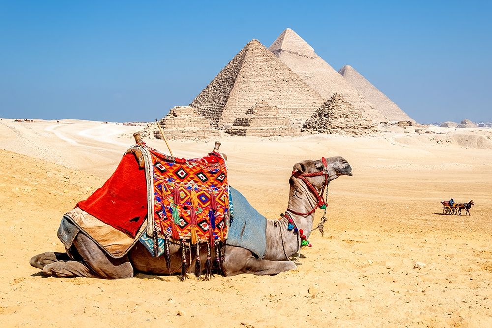 Art Print: Camel Resting by the Pyramids, Giza, Egypt