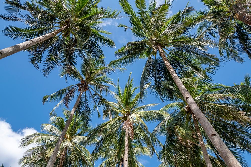 Art Print: Palawan Palm Trees II