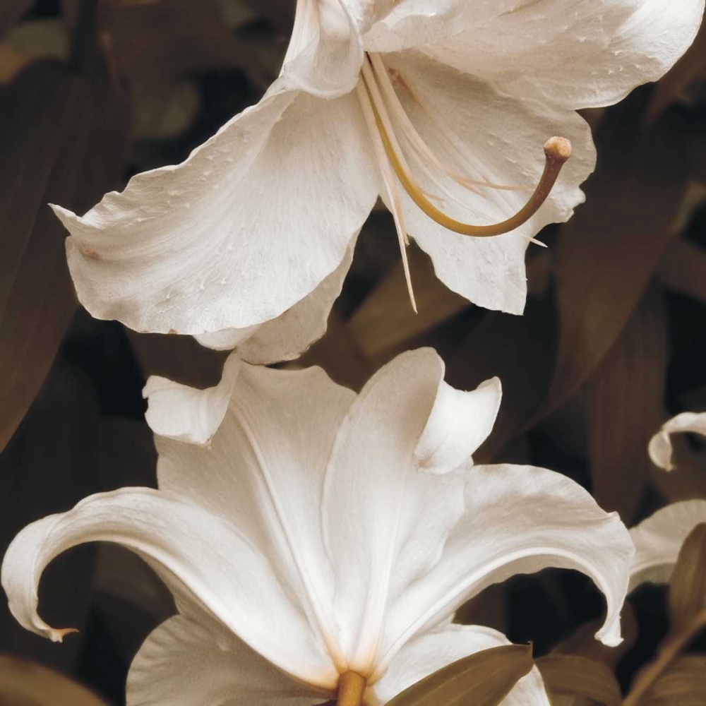 Wall Art Painting id:15099, Name: White Lilies, Artist: Swanson, Rebecca