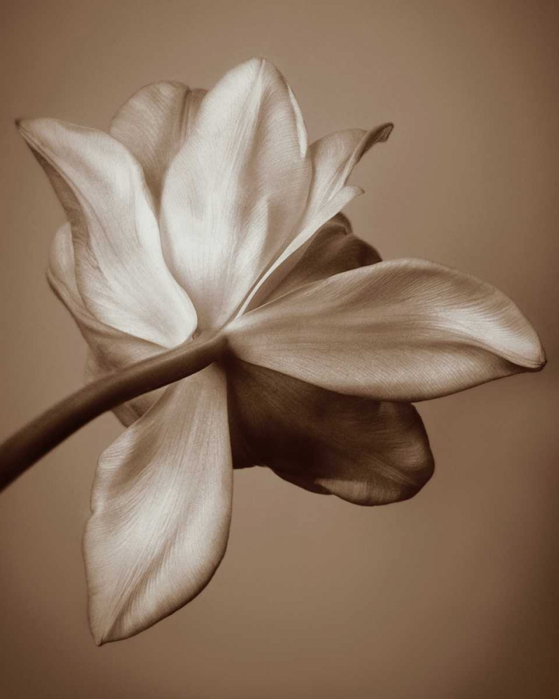 Wall Art Painting id:15093, Name: Moonlight Tulip, Artist: Swanson, Rebecca