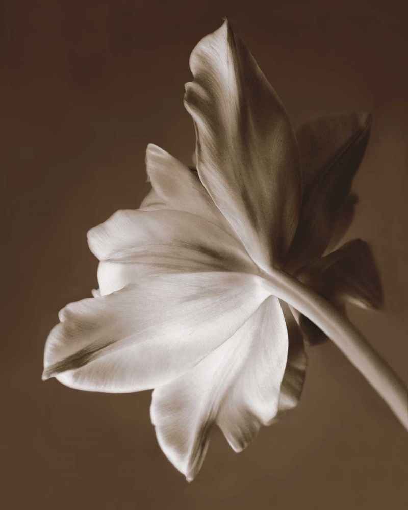 Wall Art Painting id:15092, Name: Moonglow Tulip, Artist: Swanson, Rebecca